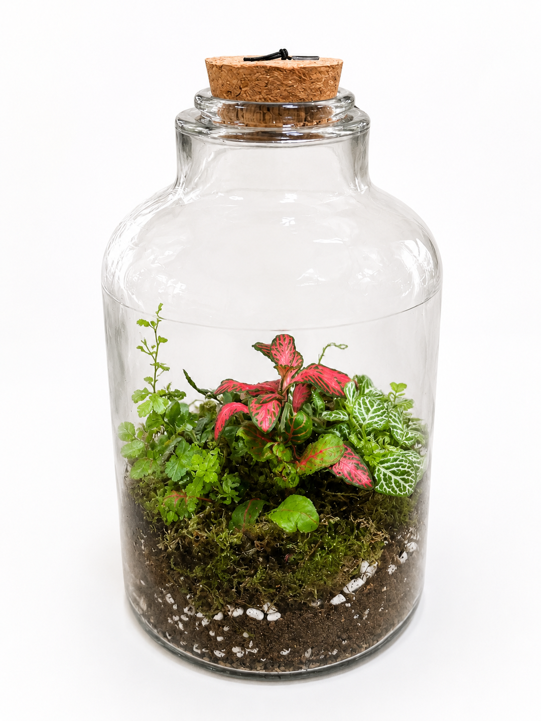 Fittonia Pink Green Vein Bottle Terrarium – Closed Tropical Glass Garden