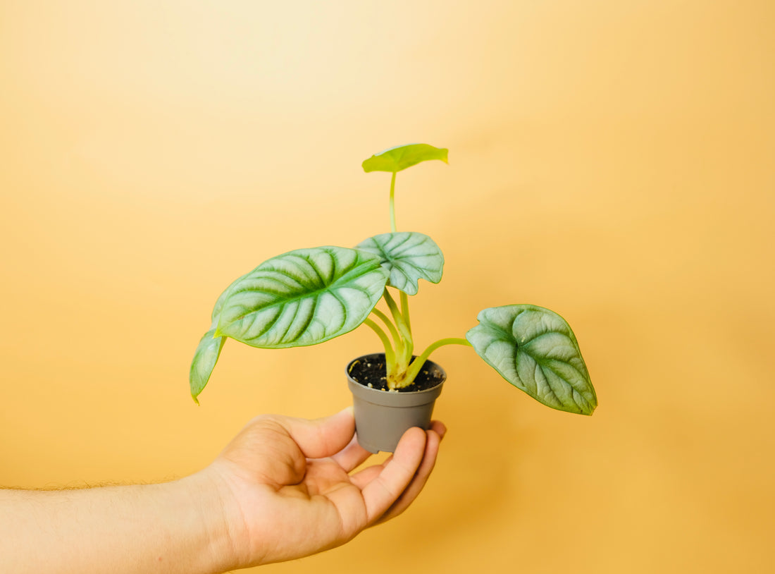 Alocasia Silver Dragon