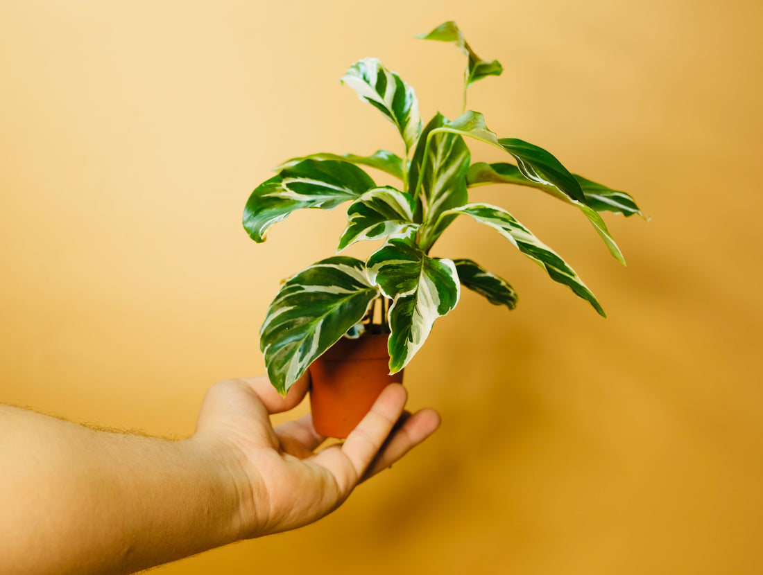 Calathea White Fusion