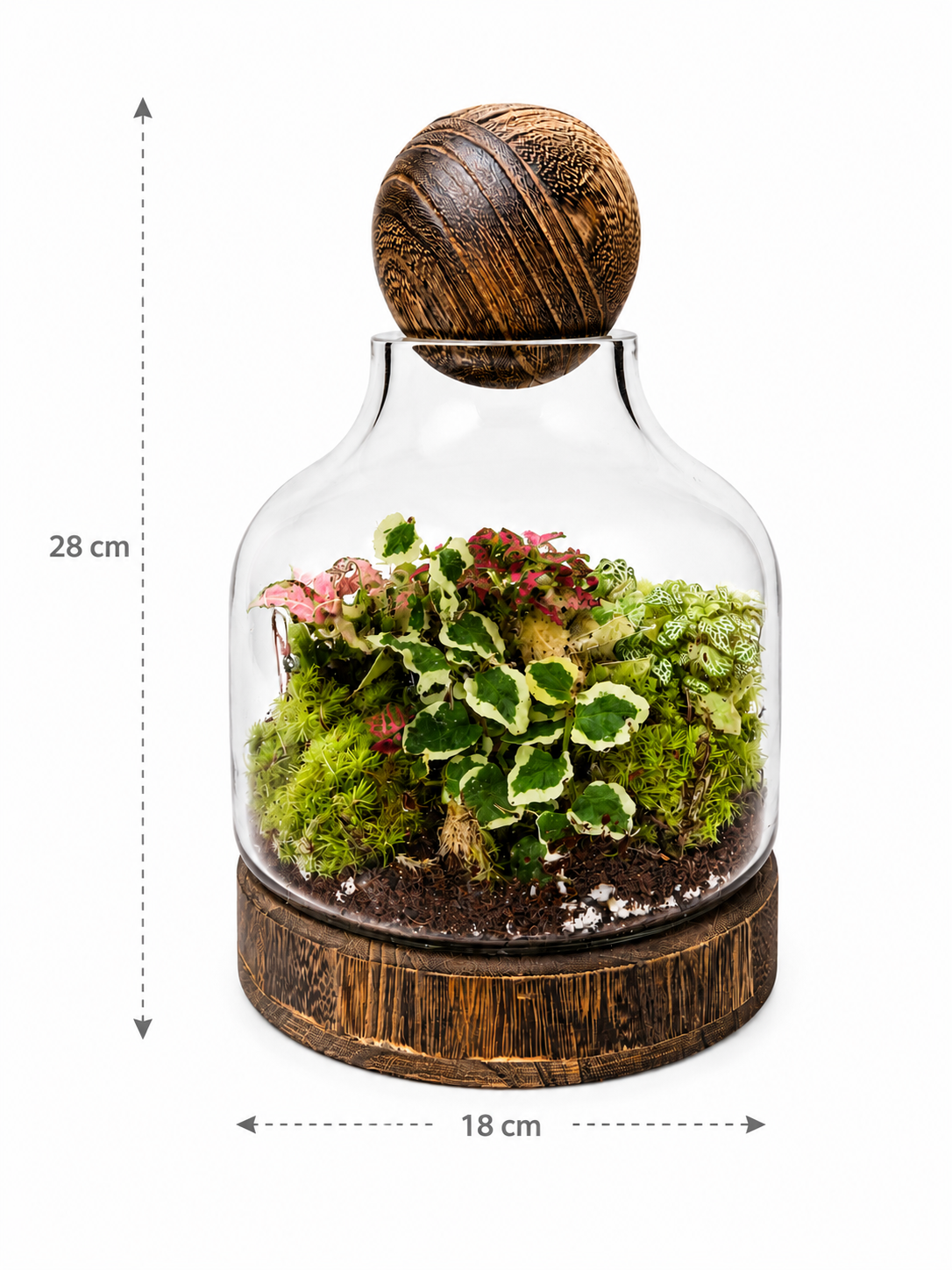 Variegated Creeping Fig (Ficus Pumila Variegata) Closed Terrarium – Decorative Glass Garden 28x18cm