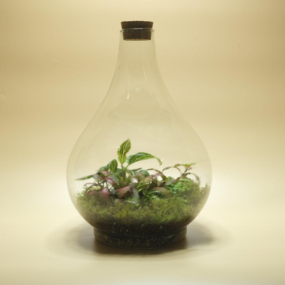 Basement Garden Terrarium