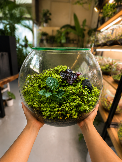 Peperomia Schumi Red Living Carpet Closed Terrarium – Natural Closed Ecosystem 40x35cm