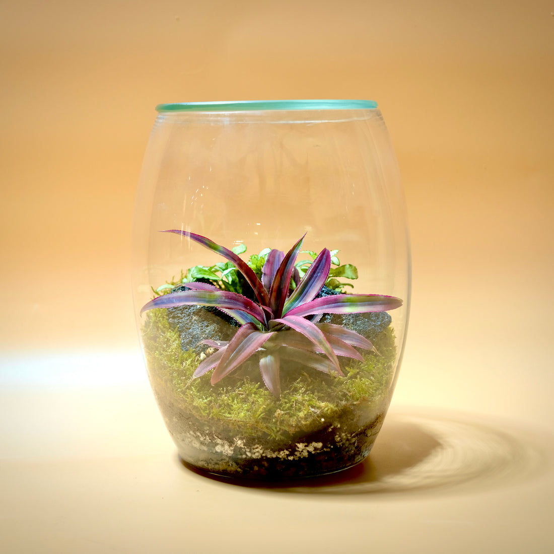 Striped Star Terrarium