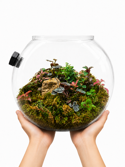Peperomia Rosso Moss Haven – Premium Closed Terrarium 22x25cm
