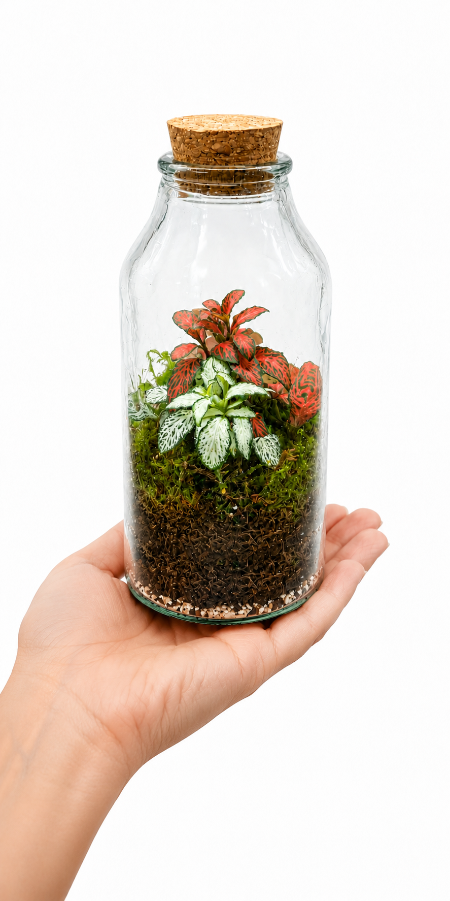 Fittonia Pink &amp; White Nerve Plant Closed Terrarium – Mini Tropical Ecosystem in Glass