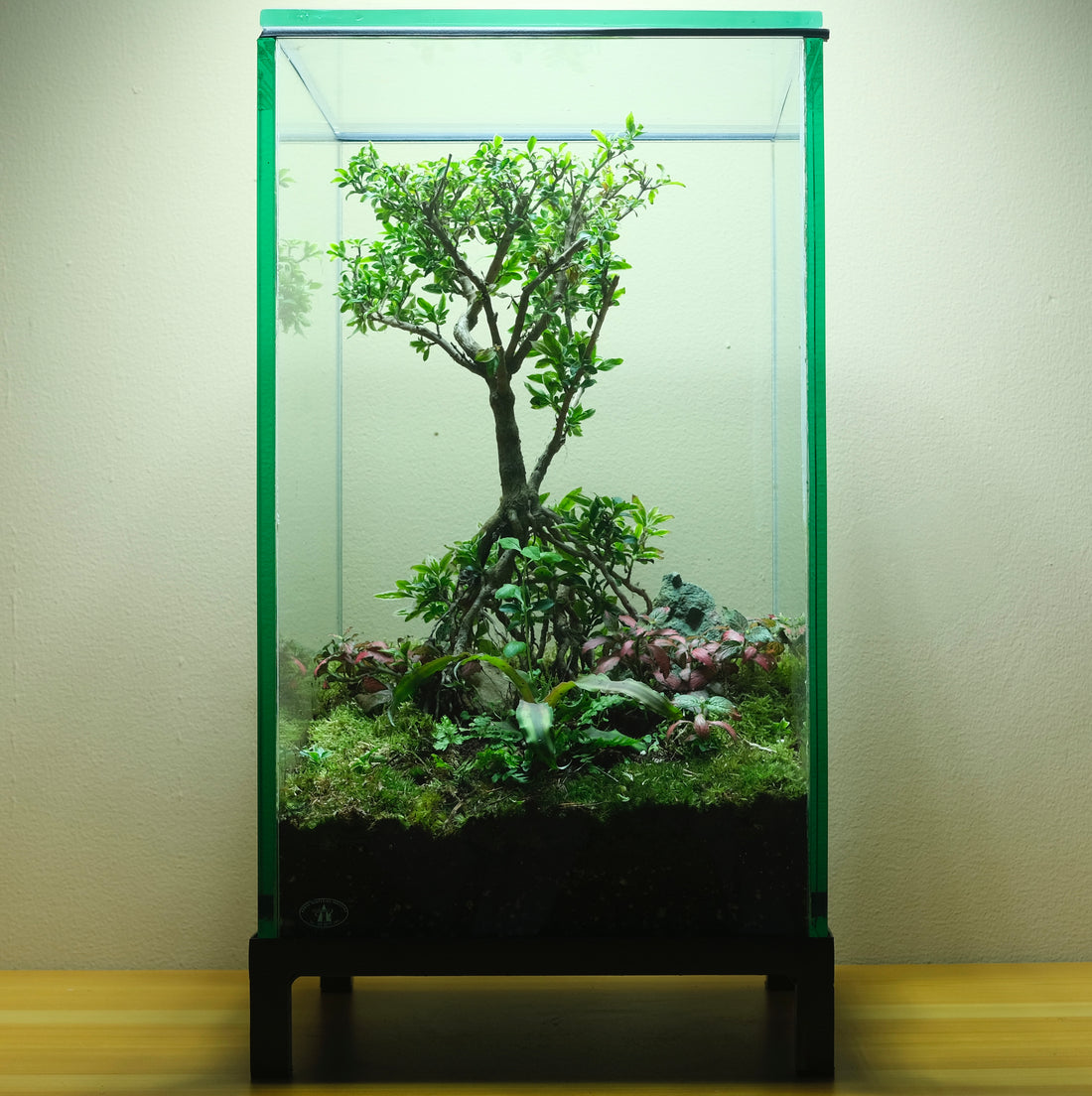 Upside Down Bonsai Terrarium