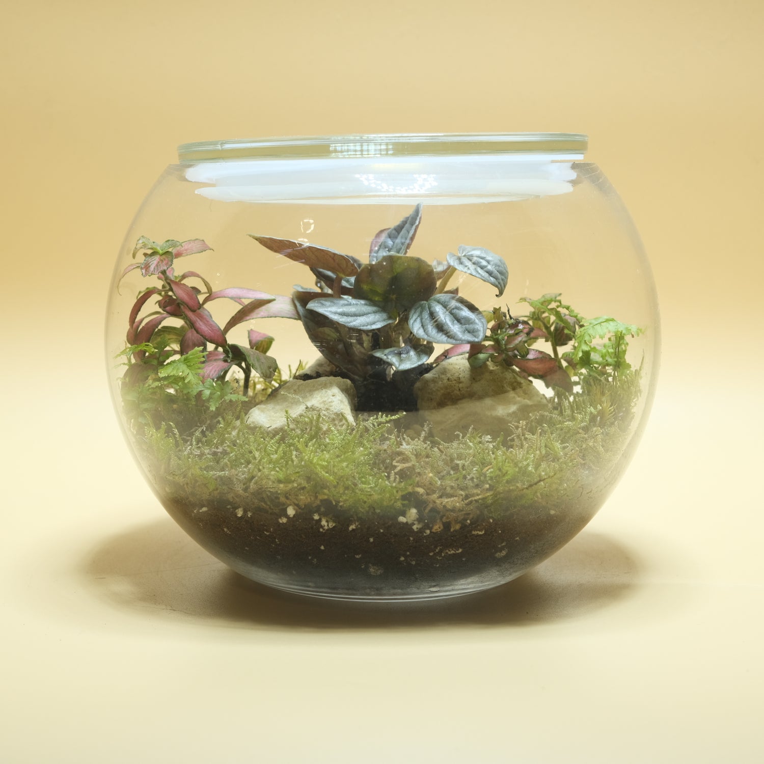 Pride Bubble Terrarium