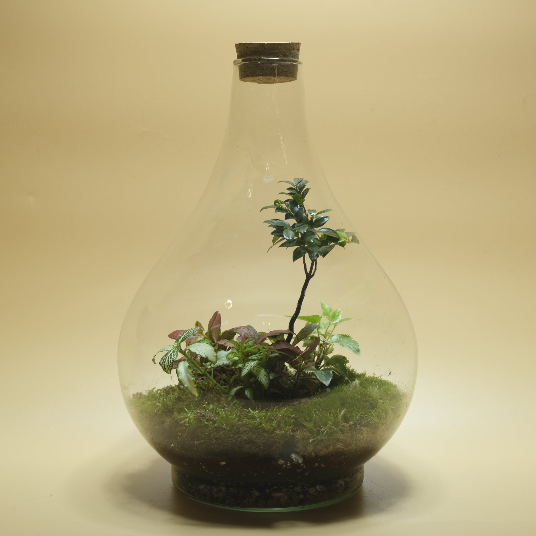 Mixed Centered Jungle Terrarium