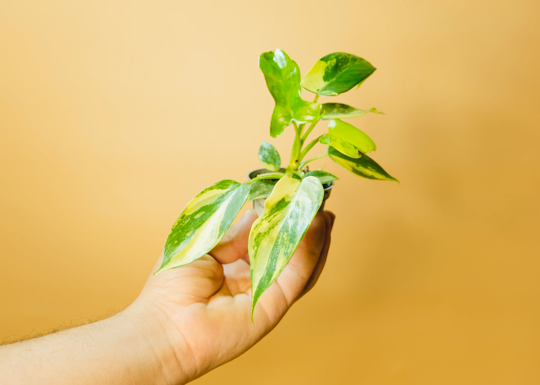 Philodendron burie marx