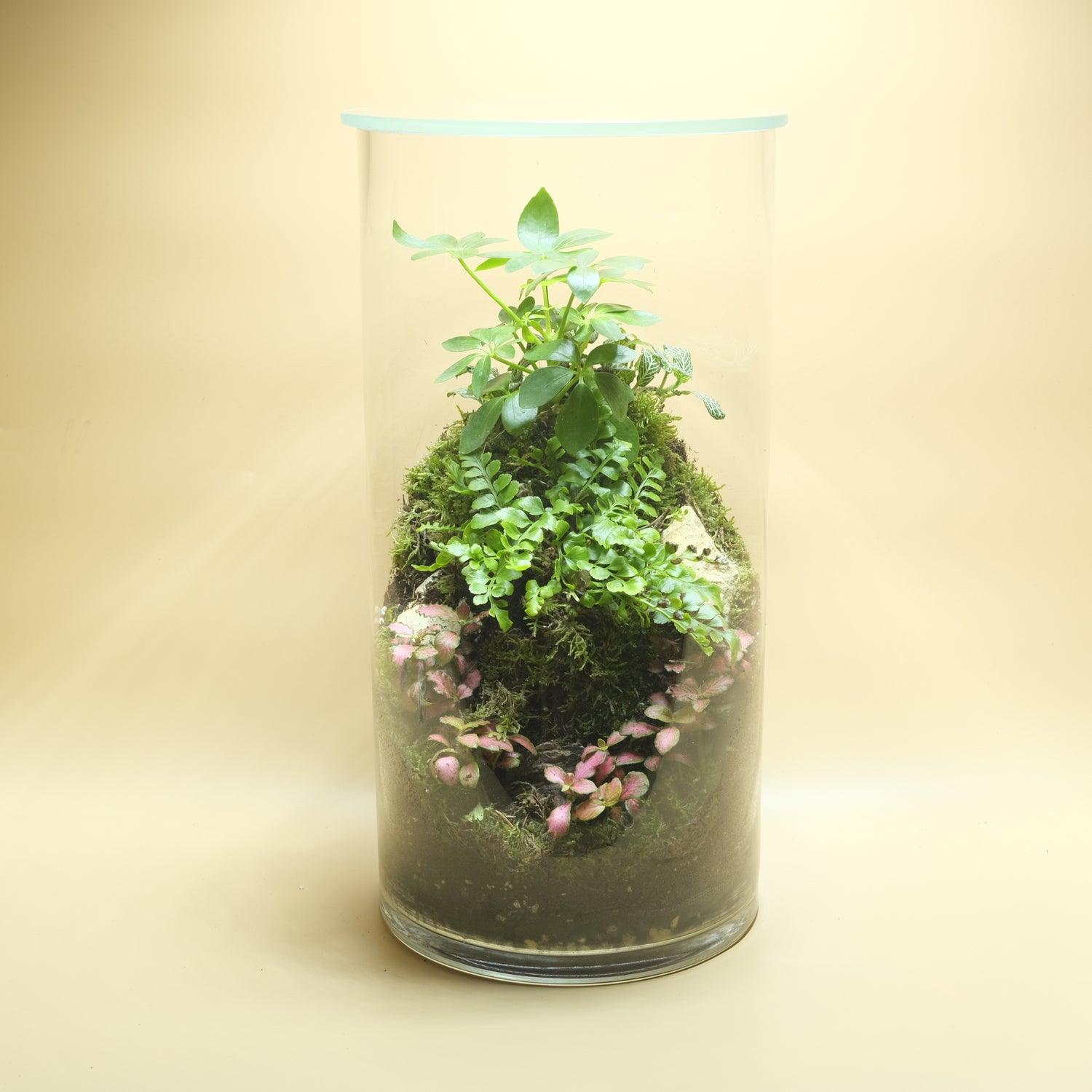 Vital Green &amp; Ruby Terrarium