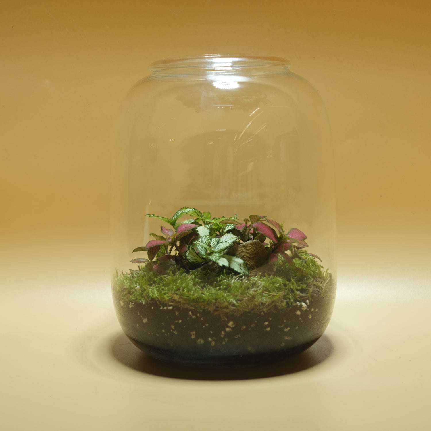 Springfield Terrarium