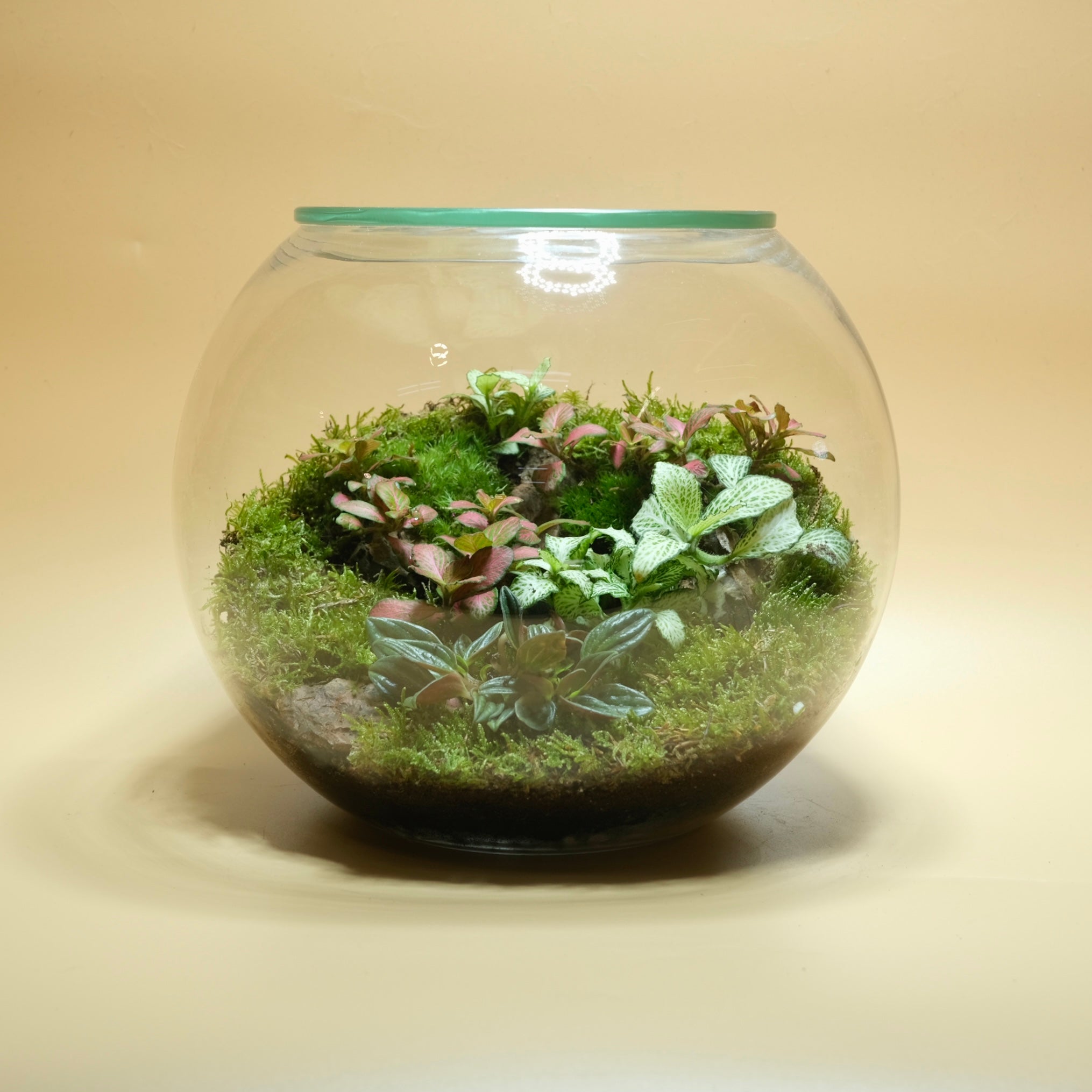 Charm Farm Bubble Terrarium