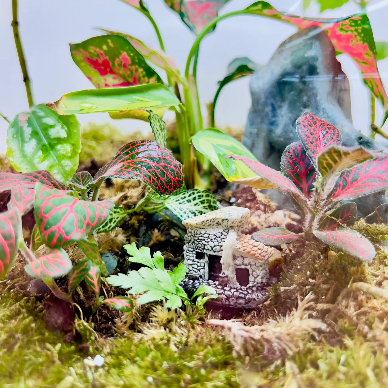 Aglaonema Pink Round Terrarium Shop in Dubai