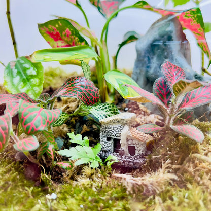 Aglaonema Pink Round Terrarium Shop in Dubai