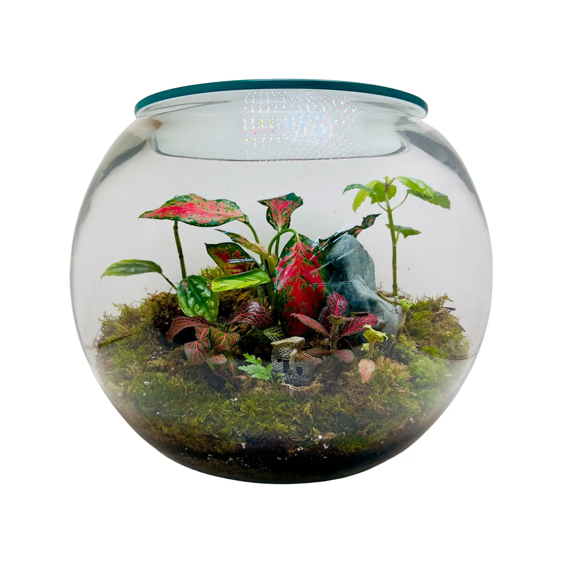 Aglaonema Pink Round Terrarium in Dubai