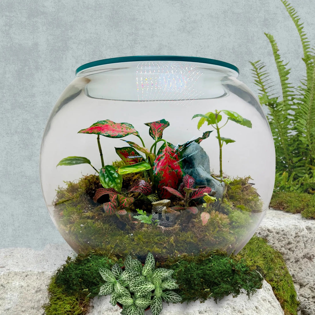 Aglaonema Pink Round Terrarium in UAE