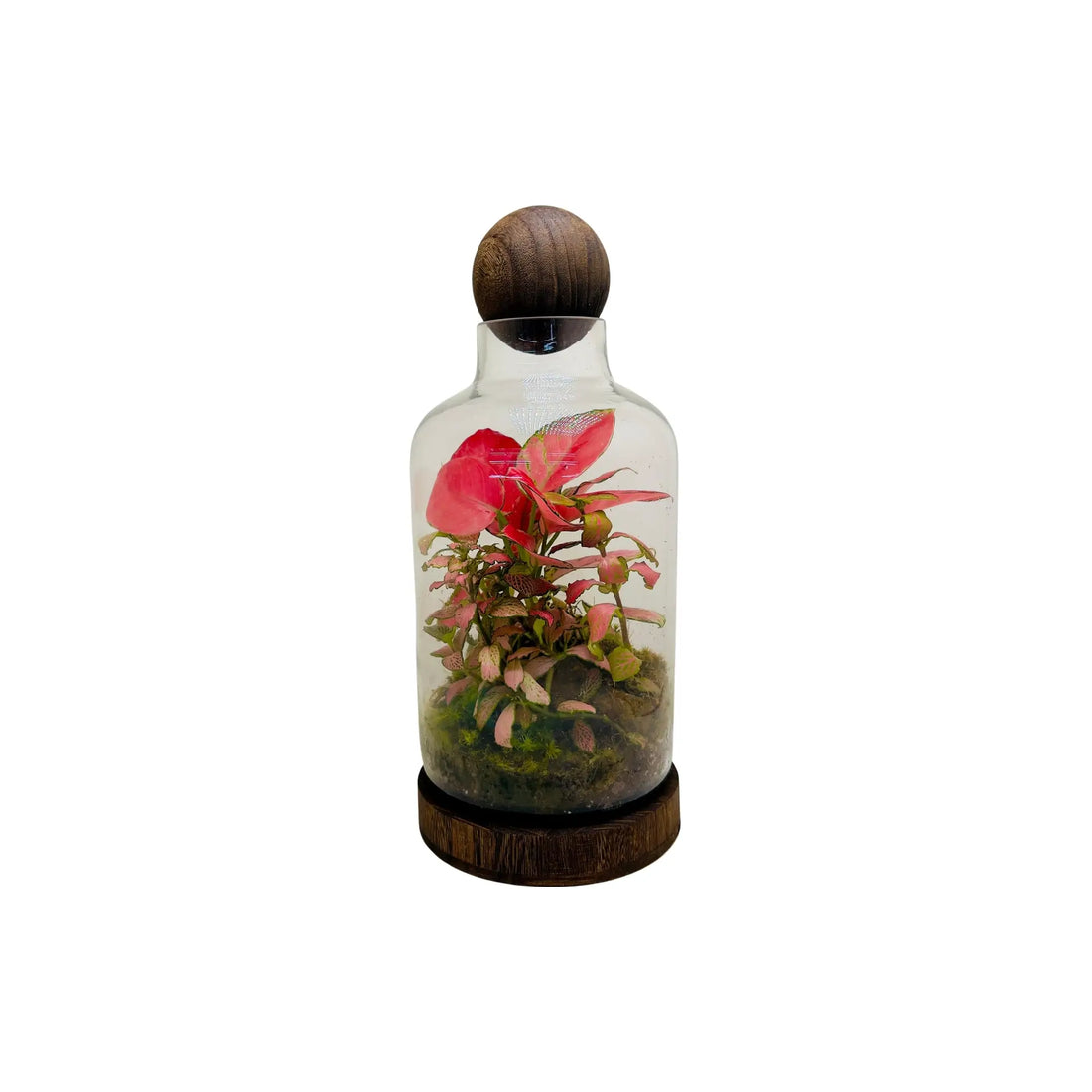 Aglaonema Pink Terrariums Gifts Shop in Dubai