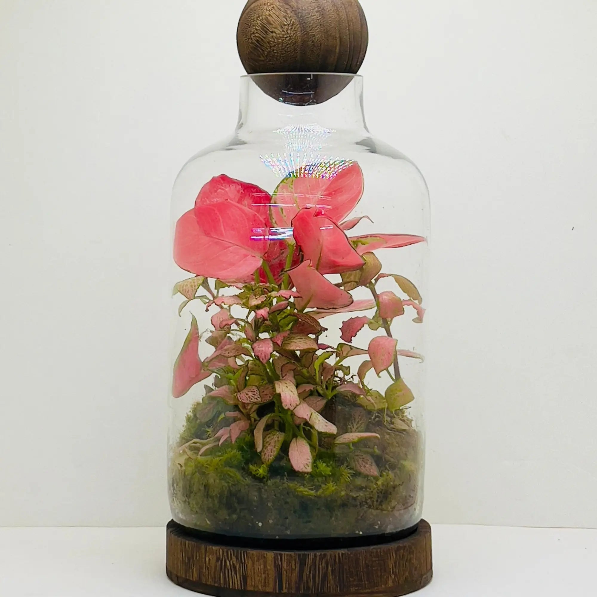 Aglaonema Pink Terrariums Gifts Shop in UAE