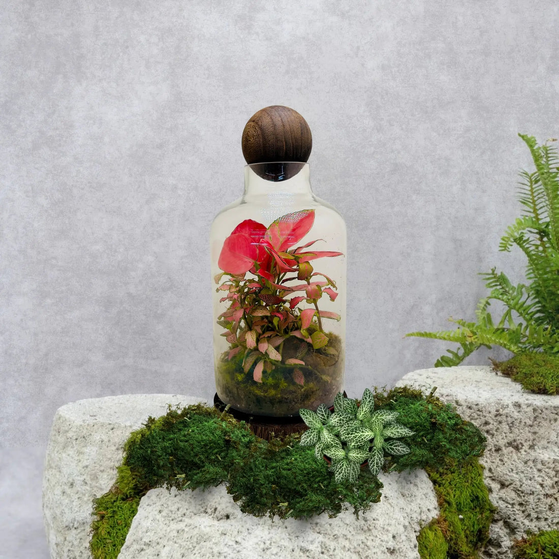 Aglaonema Pink Terrariums Gifts Shop