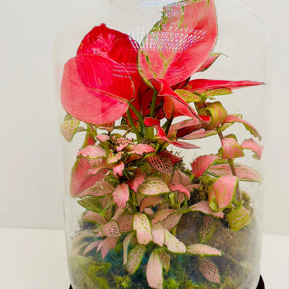 Aglaonema Pink Terrariums Shop Online