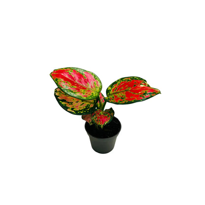 Aglaonema Red Valentine Rare Exotic Mini Indoor Plant | Best Online Indoor Plants Shop Dubai