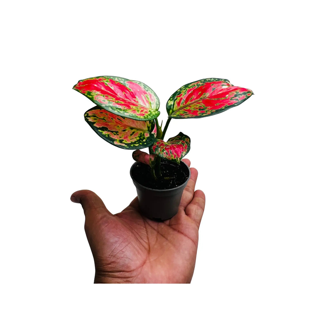Aglaonema Red Valentine Rare Exotic Mini Indoor Plant | Best Online Indoor Plants Shop Dubai