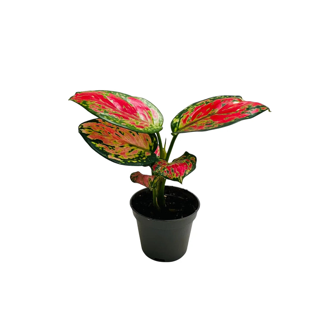 Aglaonema Red Valentine Rare Exotic Mini Indoor Plant | Best Online Indoor Plants Shop Dubai