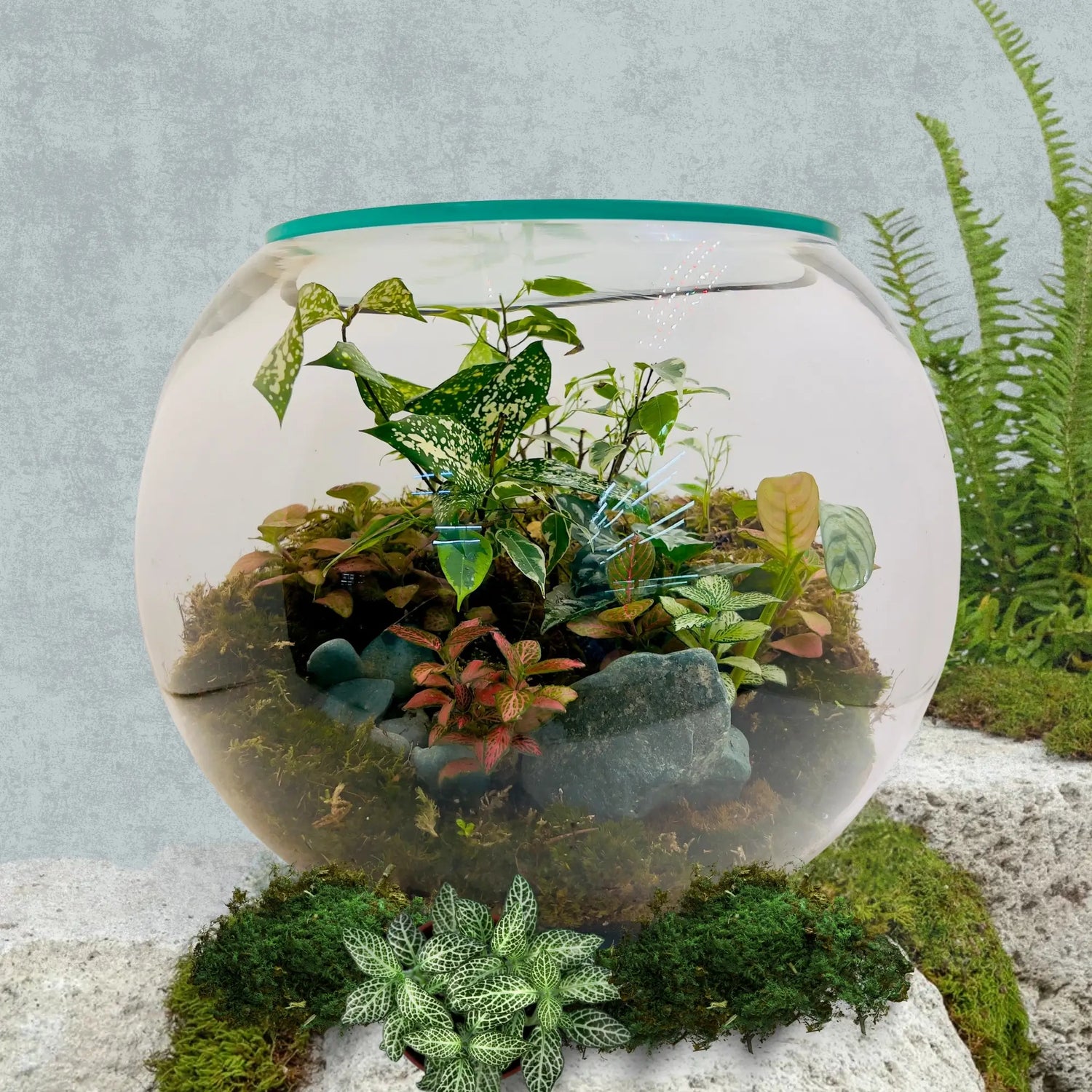 Aglaonema Snow White Terrarium in Dubai