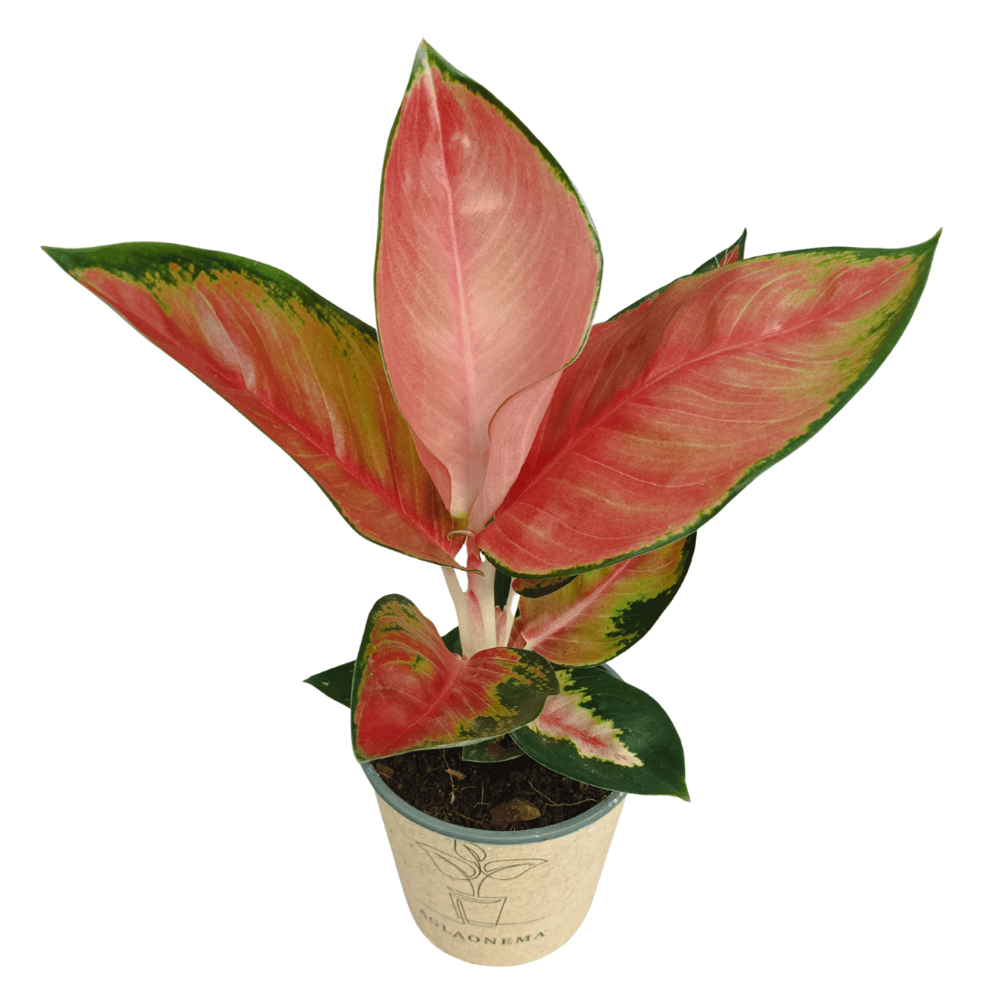 Aglaonema Red Valentine (Aglaonema commutatum) – Rare Tropical Indoor Houseplant - 30 cm