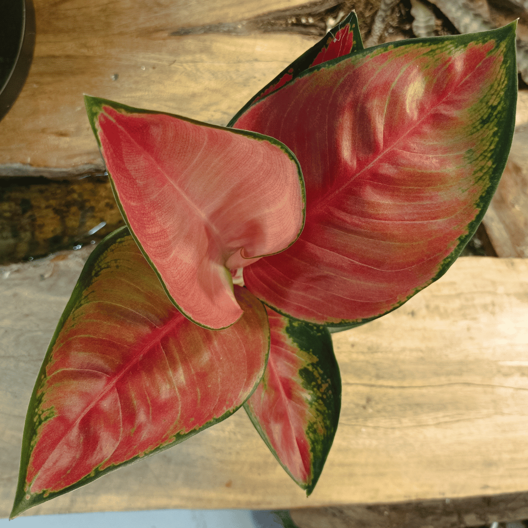 Aglaonema Red Valentine (Aglaonema commutatum) – Rare Tropical Indoor Houseplant - 30 cm