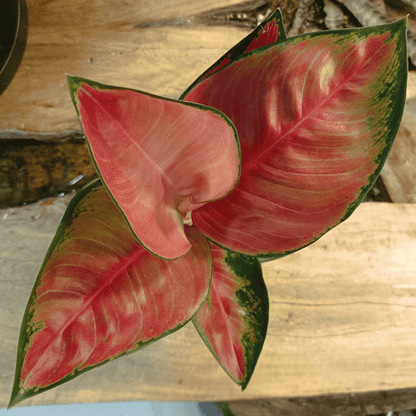 Aglaonema Red Valentine (Aglaonema commutatum) – Rare Tropical Indoor Houseplant - 30 cm