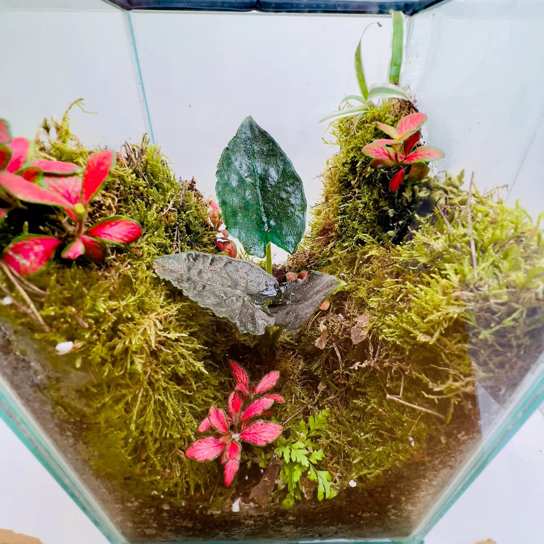 Alocasia Antoro Velvet Terrarium Store for Trendy Gifts in Dubai