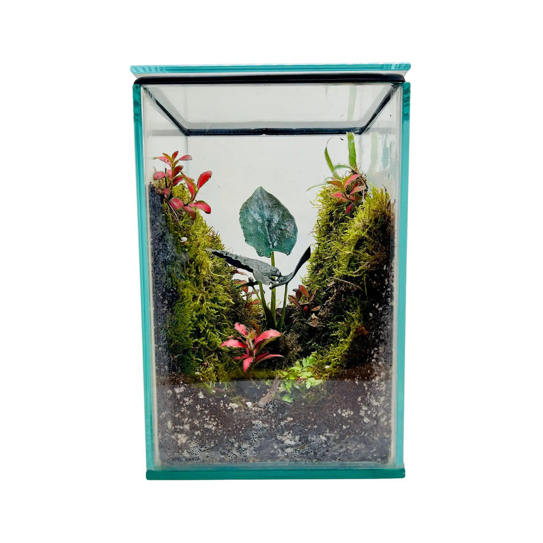 Alocasia Antoro Velvet Terrarium in Dubai