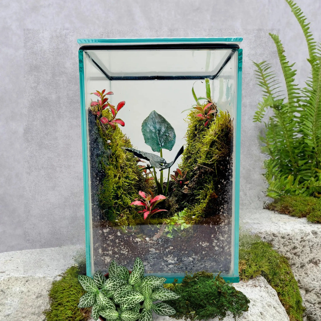 Alocasia Antoro Velvet Terrarium