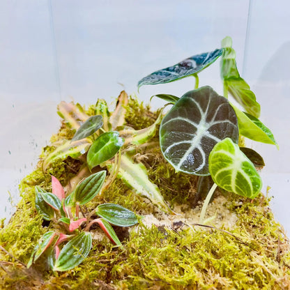 Alocasia Black Velvet Terrarium Creative Gifts
