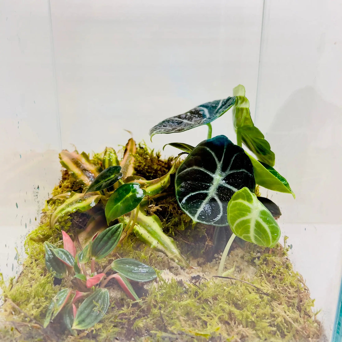 Alocasia Black Velvet Terrarium Store in Dubai