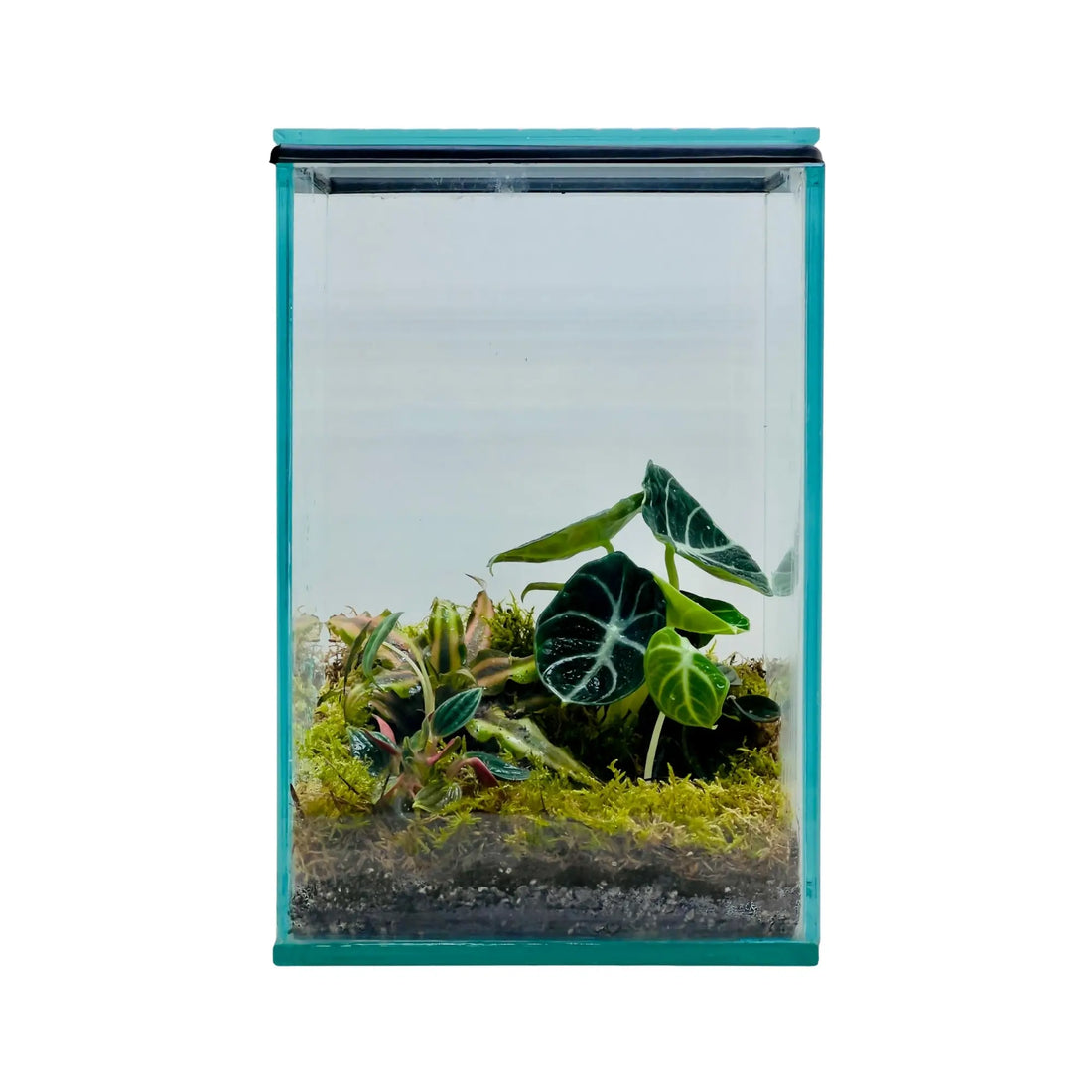 Alocasia Black Velvet Terrarium in Dubai