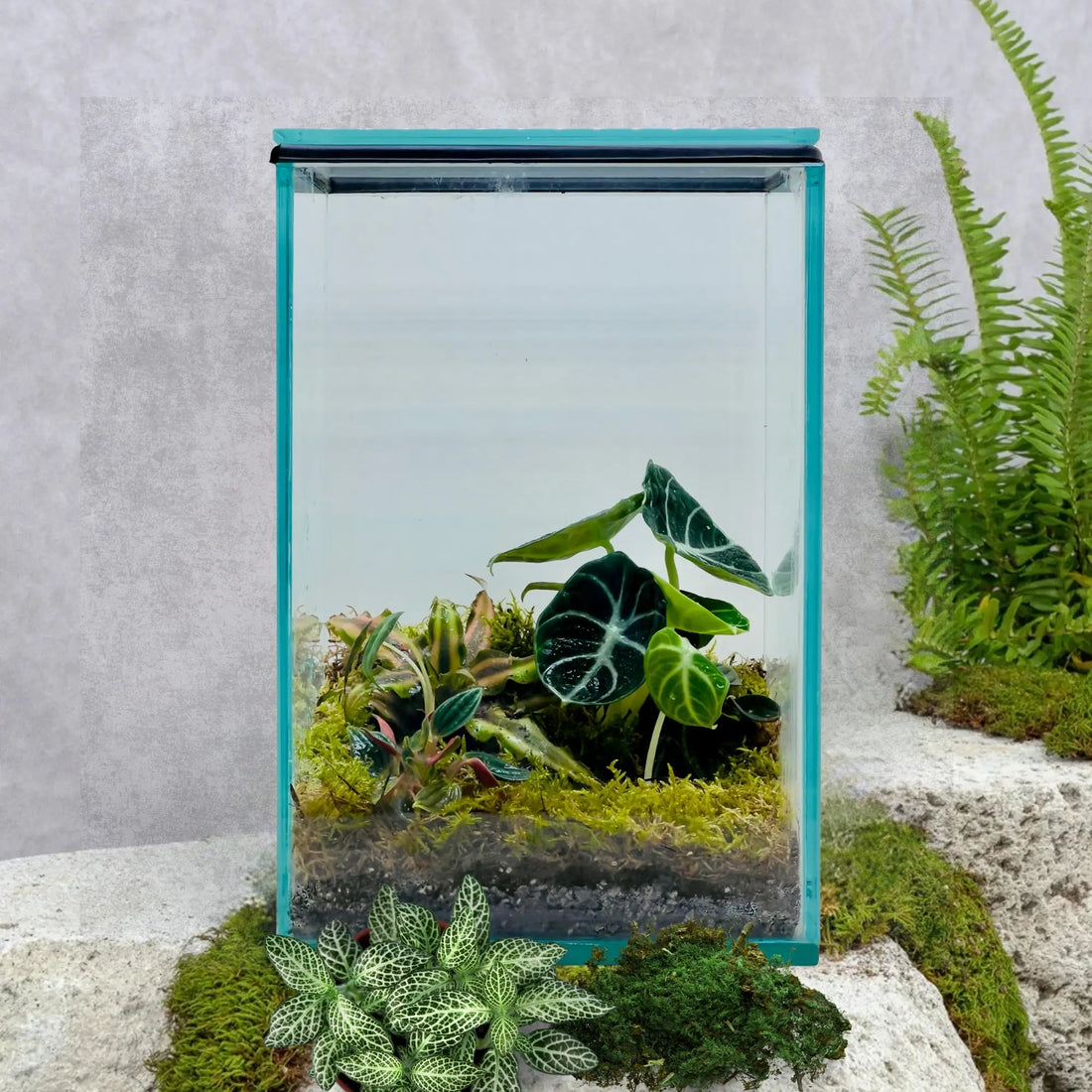 Alocasia Black Velvet Terrarium