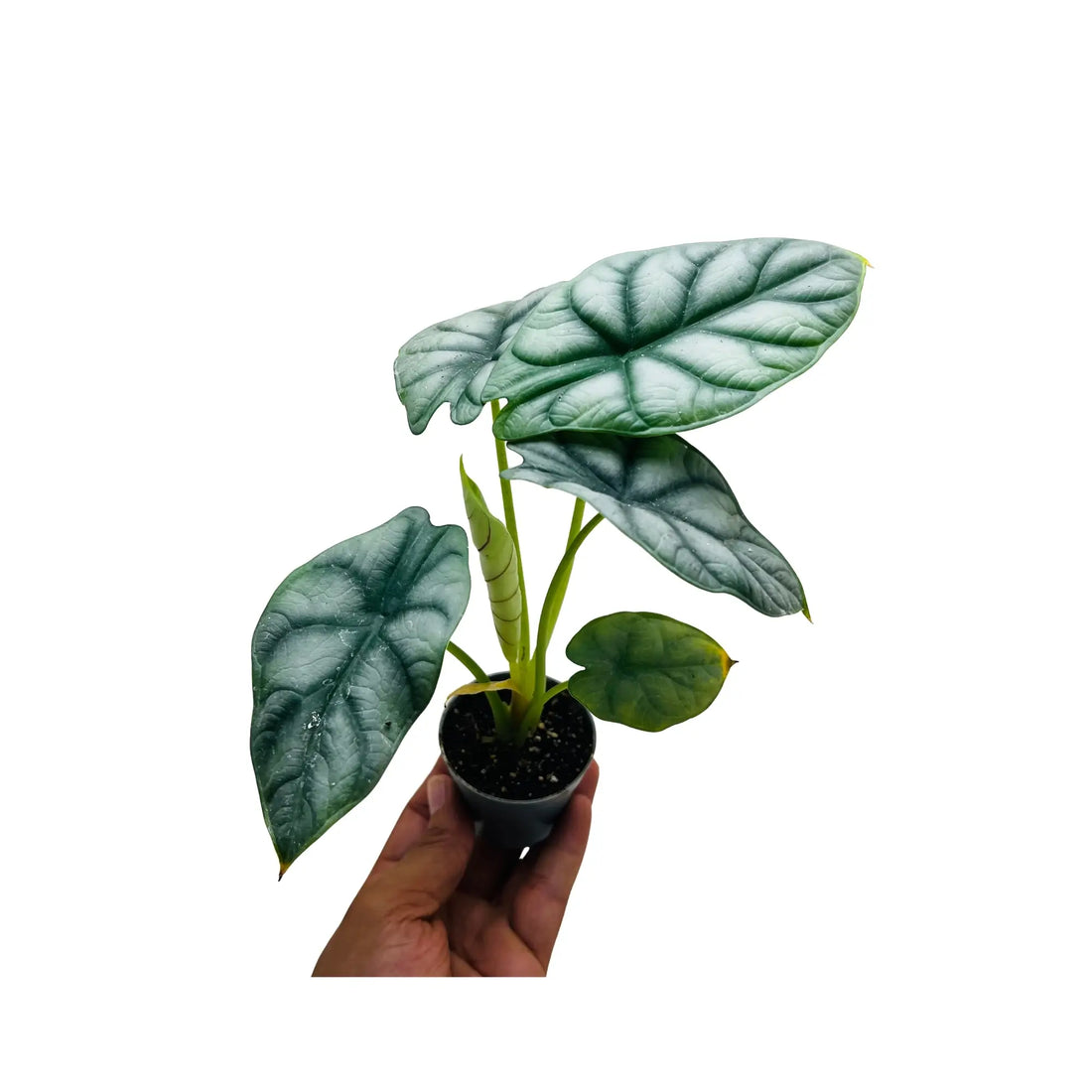 Alocasia Silver Dragon Elephant Ear Rare Exotic Indoor Plant