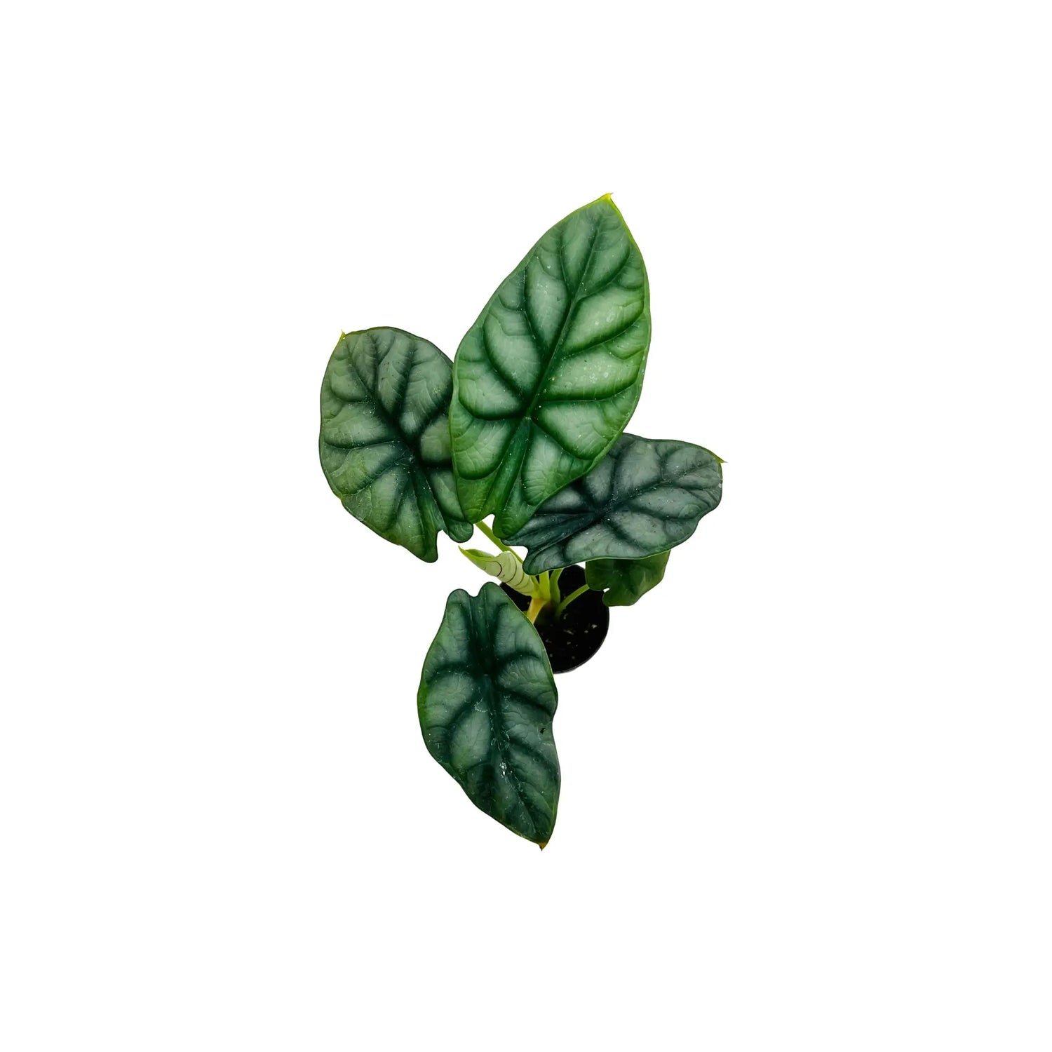 Alocasia Silver Dragon Elephant Ear Rare Exotic Indoor Plant