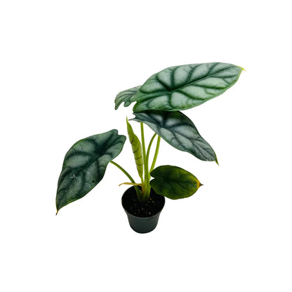 Alocasia Silver Dragon Elephant Ear Rare Exotic Indoor Plant
