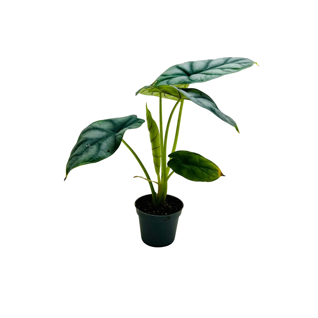 Alocasia Silver Dragon Elephant Ear Rare Exotic Indoor Plant