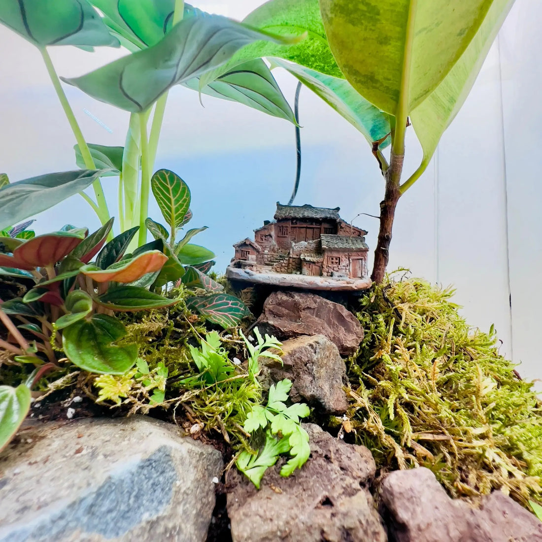 Alocasia Silver Dragon Terrarium Gift Shop in Dubai