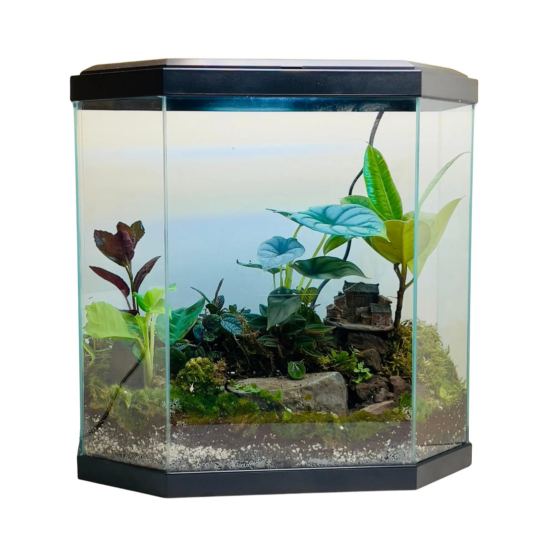 Alocasia Silver Dragon Terrarium in UAE