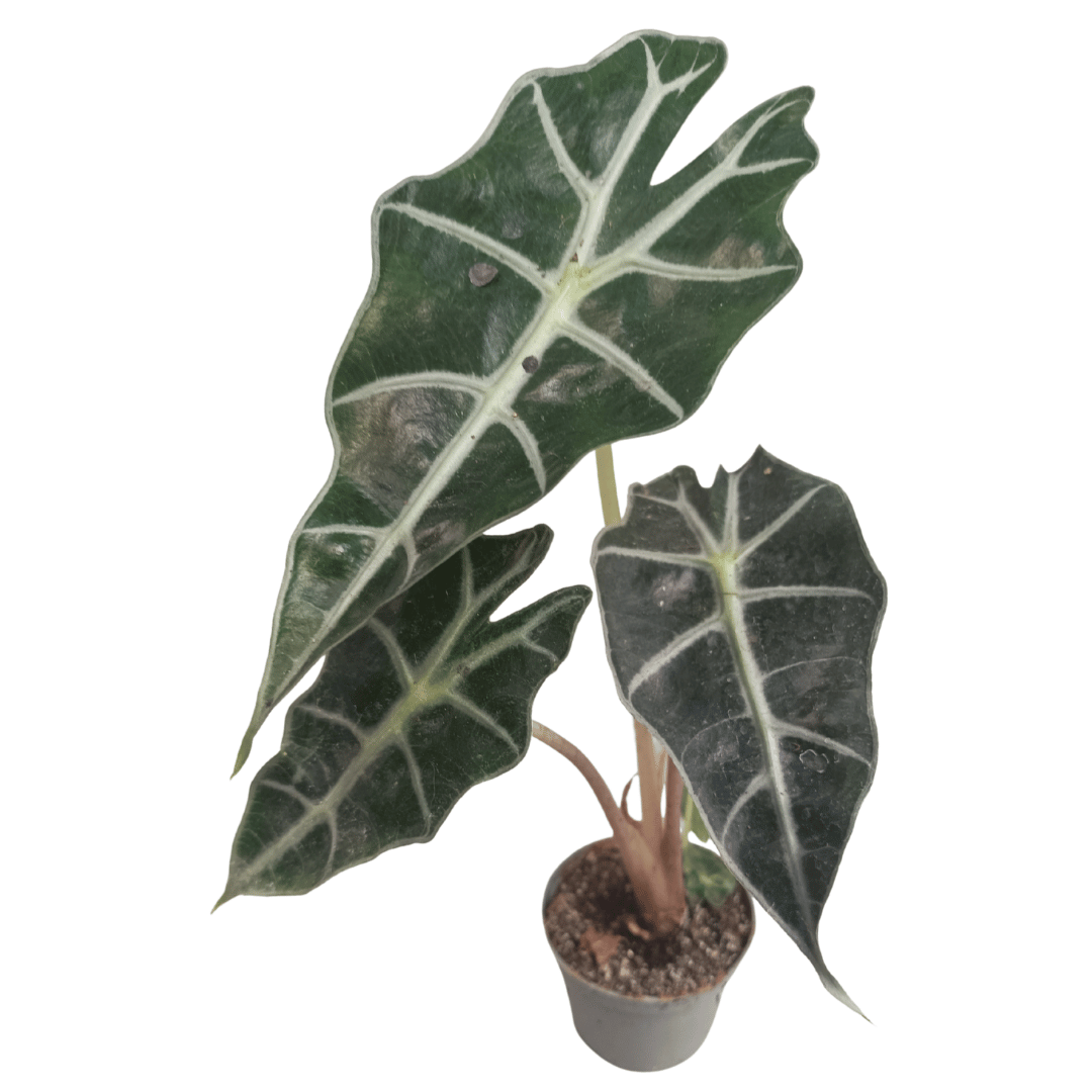 Alocasia Amazonica &