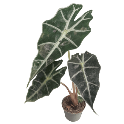 Alocasia Amazonica &