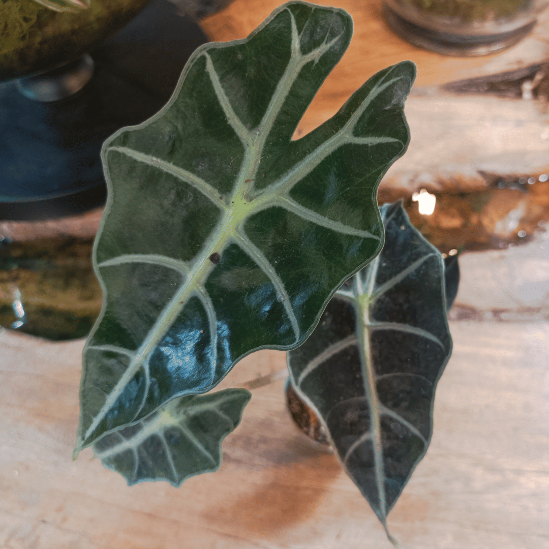 Alocasia Amazonica &