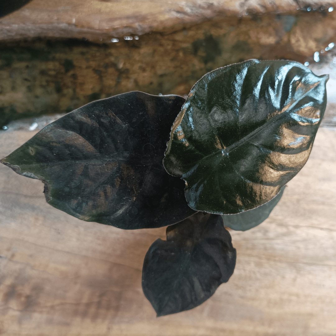 Alocasia Infernalis – Rare Exotic Tropical Houseplant – 15 cm