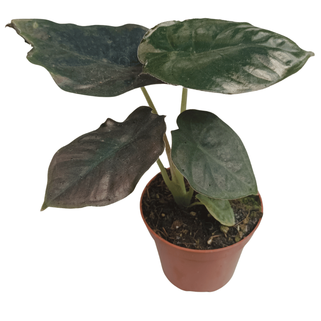 Alocasia Infernalis – Rare Exotic Tropical Houseplant – 15 cm