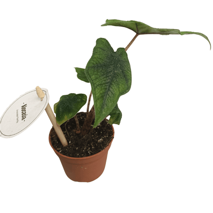 Alocasia &